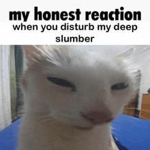 a picture of a white cat with the caption my honest reaction when you disturb my deep slumber