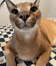 a cat laying on a checkered blanket looking up at the camera