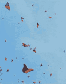 a flock of butterflies flying in the sky .