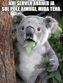 a koala bear with a green leaf in its mouth and the words kui server avaneb ja sul pole aimugi mida teha