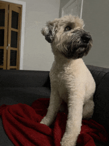 a small dog sitting on a couch with a red blanket on it