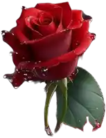 a single red rose with water drops on it