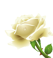 a white rose with water drops on it