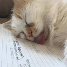 a cat laying on a piece of paper that says saturday 18