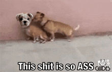 two puppies are standing next to each other on a sidewalk and one of them is saying `` this shit is so ass '' .