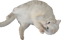 a white cat is laying on its back and looking up