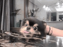 a small dog is sticking its tongue out while sitting on a counter .