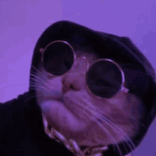 a cat wearing a hoodie and sunglasses is taking a selfie .