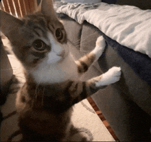 a brown and white cat standing on its hind legs