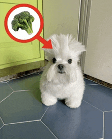 a small white dog is standing on a blue tile floor with a picture of broccoli in a speech bubble above it