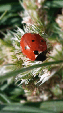 a ladybug is crawling on a white flower in the grass