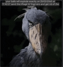 a bird with a large beak and a caption that says your balls will explode