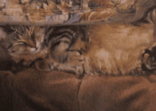 two cats are sleeping on a couch with a floral pattern