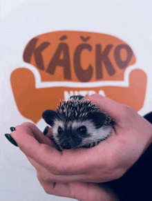 a person holds a hedgehog in front of a kacko logo