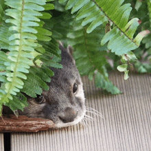 a cat is hiding behind some ferns on a wooden deck