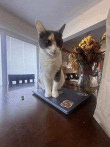 a calico cat sitting on top of a laptop with stickers on it