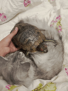 a person is petting a turtle on top of a cat