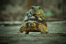 a frog is sitting on top of a smaller turtle