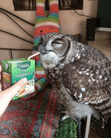 an owl is drinking from a carton of canaria