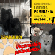 a poster advertising cachorros pomerania and desparasitados