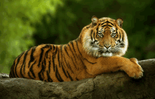 a tiger laying on a rock looking at the camera with a green background