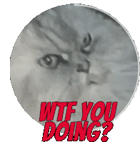 a picture of a cat with the words wtf you doing in red