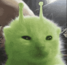 a green cat with antennas on its head looks like an alien .