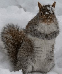 a squirrel is standing in the snow with snow on its head