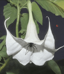 a spider is sitting on a white flower with green leaves