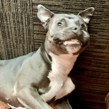 a gray and white dog laying on a couch looking at the camera