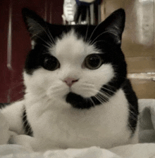 a black and white cat laying on a bed