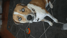 a brown and white dog with blue eyes is laying on a carpet