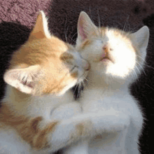 two kittens are hugging each other while laying on a blanket .