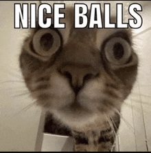 a close up of a cat 's face with the words nice balls written above it .