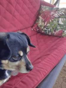 a small black and brown dog is sitting on a red couch .