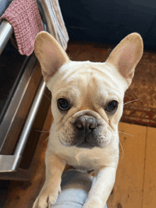 a french bulldog puppy laying on a person 's lap