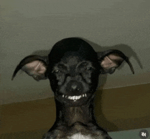 a close up of a black dog with big ears and a smile on its face .