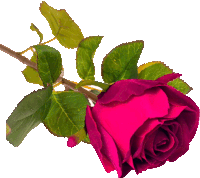 a purple rose with green leaves on a white background