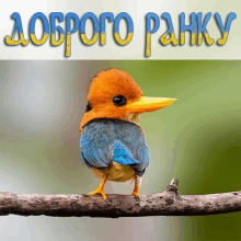 a colorful bird with a yellow beak is perched on a branch with the words " доброго ранку " written above it