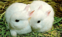 two small white rabbits are sitting next to each other on a pile of grass .