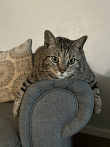 a cat laying on a grey couch with a pillow