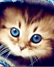 a close up of a kitten with blue eyes looking at the camera