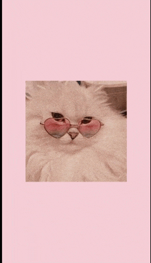 a fluffy white cat wearing pink heart shaped sunglasses on a pink background