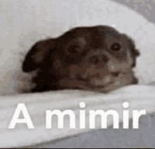 a dog is laying on a bed with the words `` a mimir '' written above it .