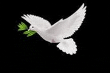 a white dove is flying with a green olive branch in its beak .