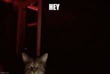 a cat in a dark room with a red light behind it that says hey