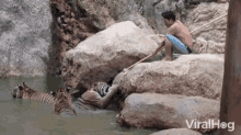 a man sits on a rock next to two tigers in a pond with viralhog written on the bottom of the image