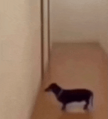 a black dog is standing in a hallway next to a wall .