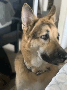 a close up of a dog 's face looking at the camera