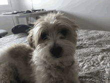 a brown and white dog laying on a bed looking at the camera